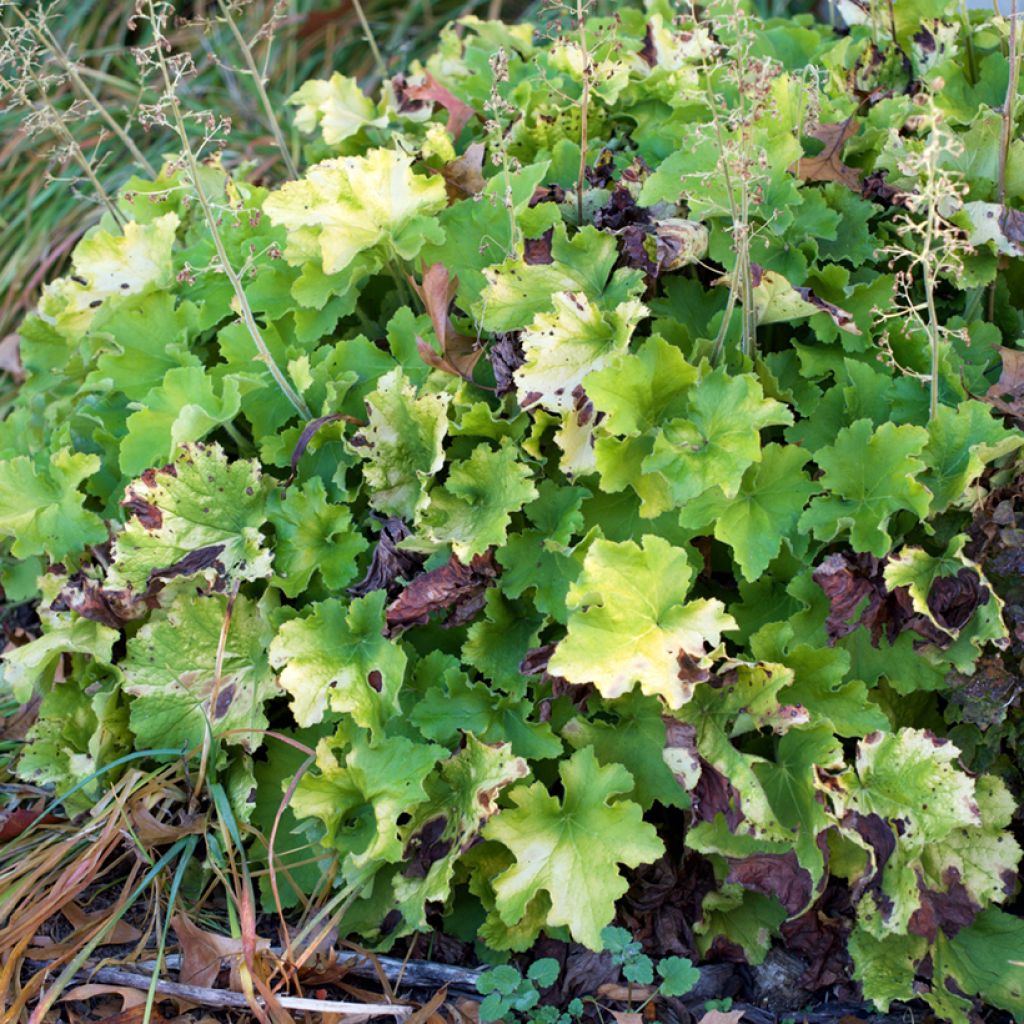 Heuchère - Heuchera Guacamole