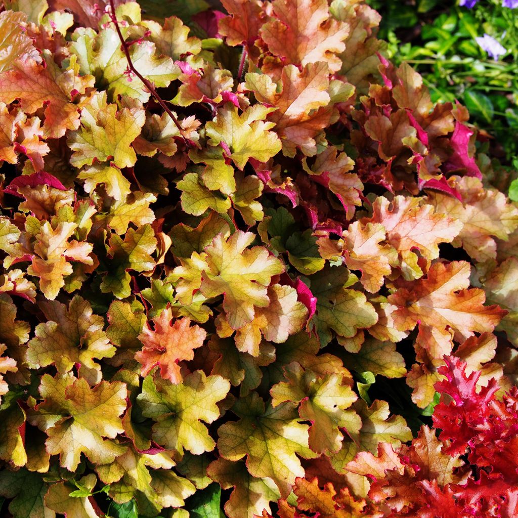 Heuchera micrantha Marmalade