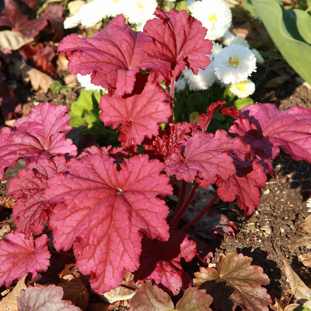 Heuchera micrantha Marmalade