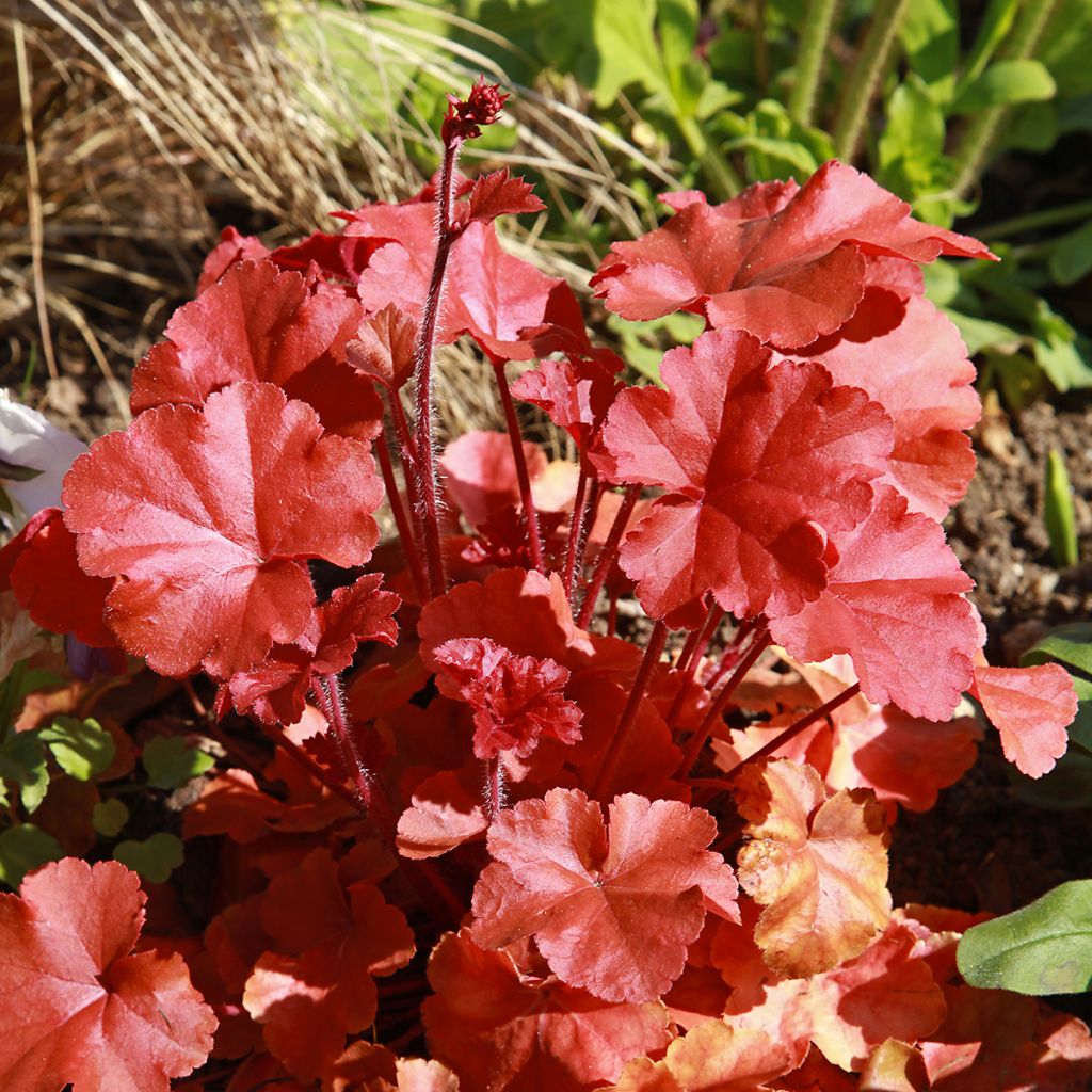 Heuchera micrantha Marmalade