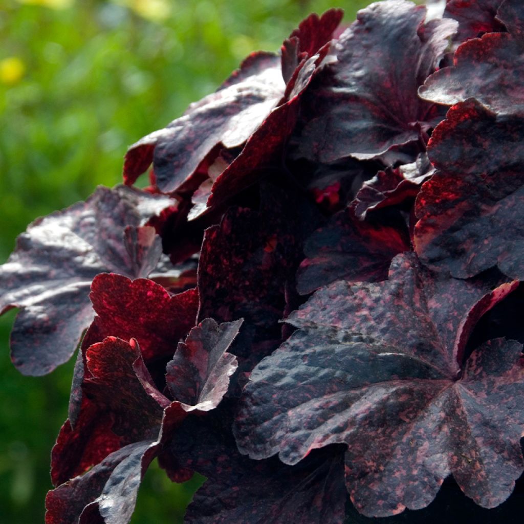 Heuchera Midnight Rose