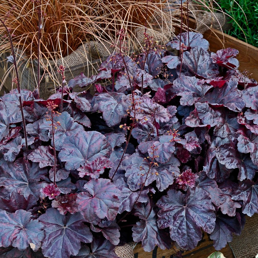 Heuchera Obsidian