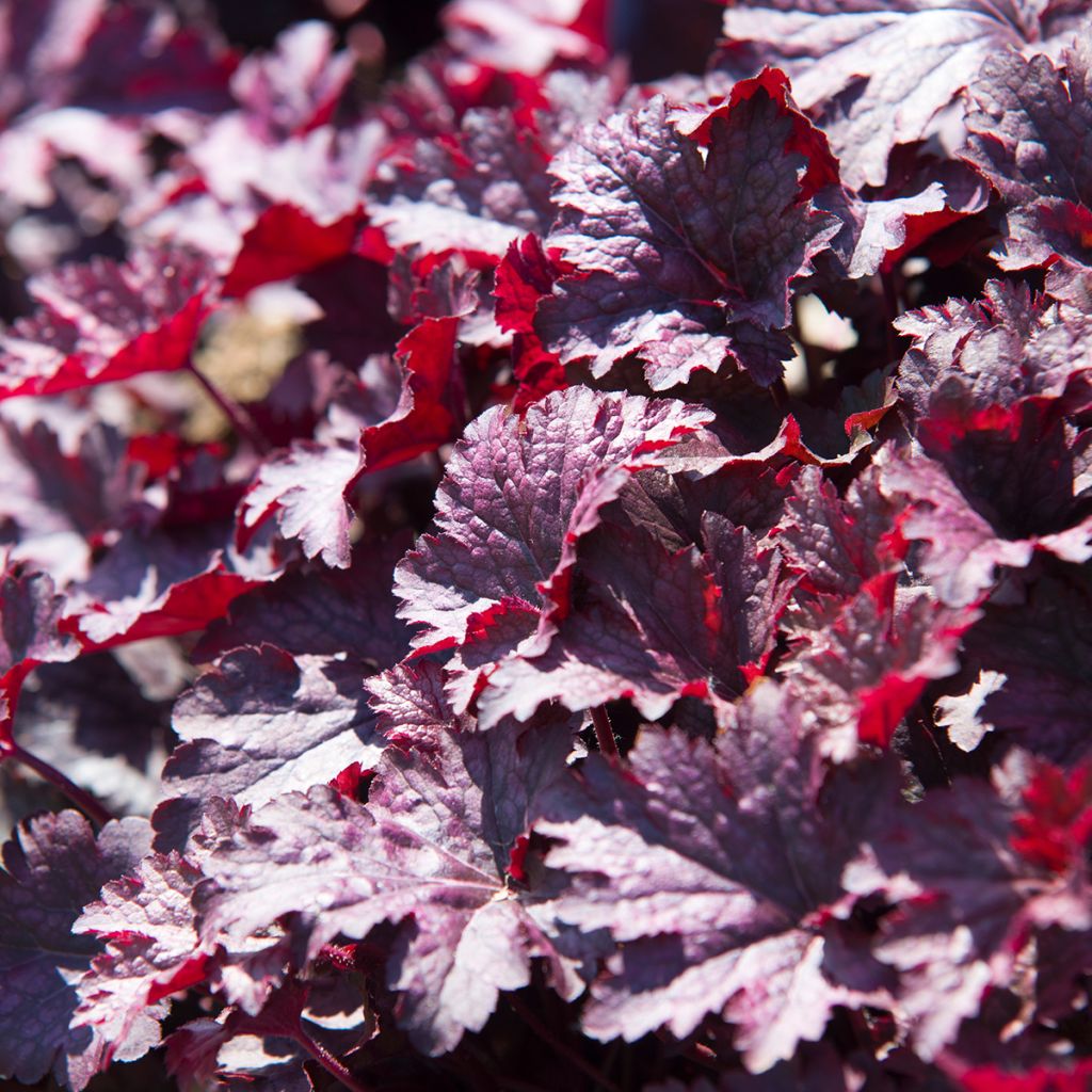 Heuchera Obsidian