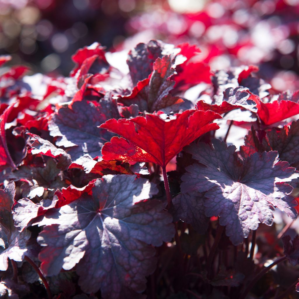 Heuchera Obsidian