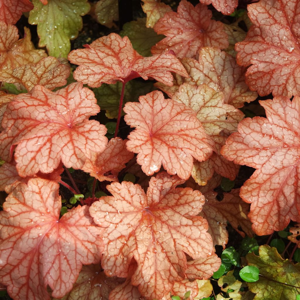 Heuchera Paprika