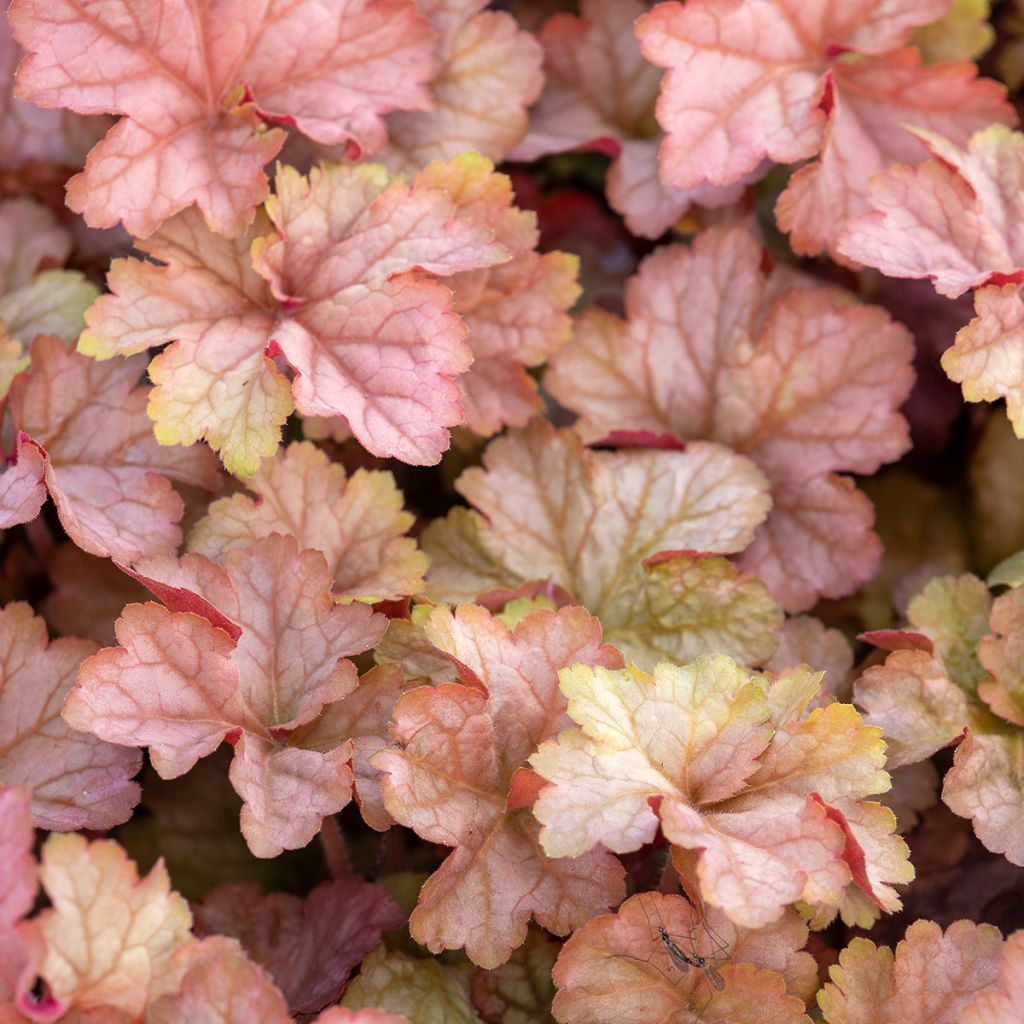 Heuchera Pinot Gris