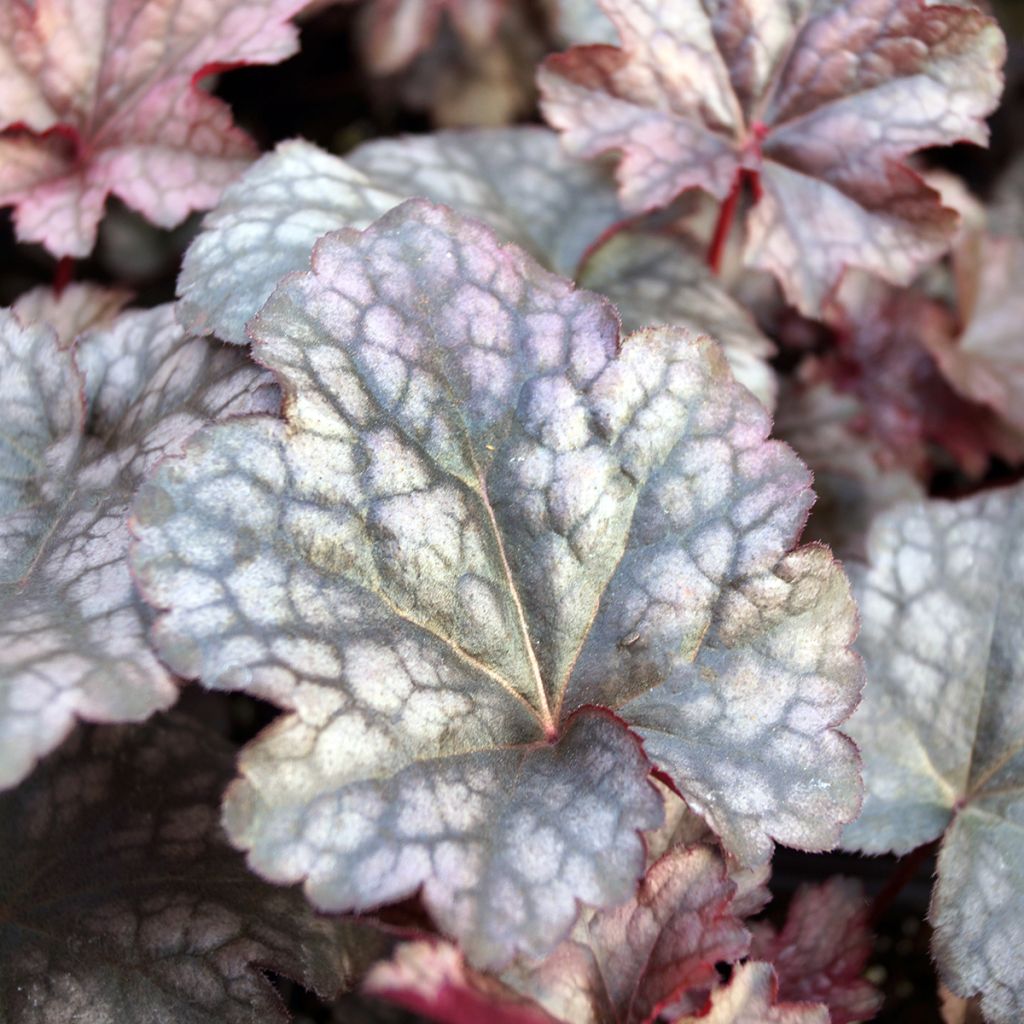 Heuchera Plum Pudding