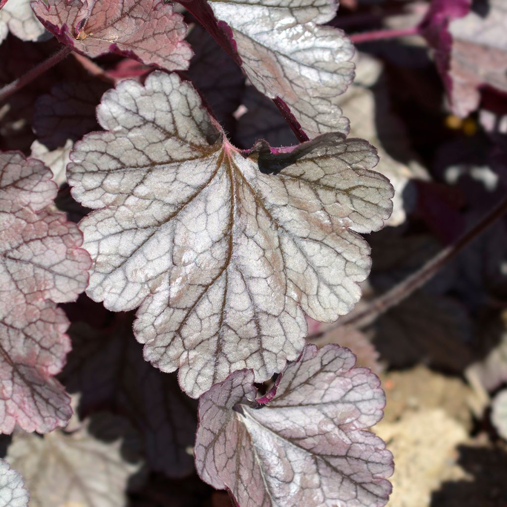 Heuchera Prince of Silver