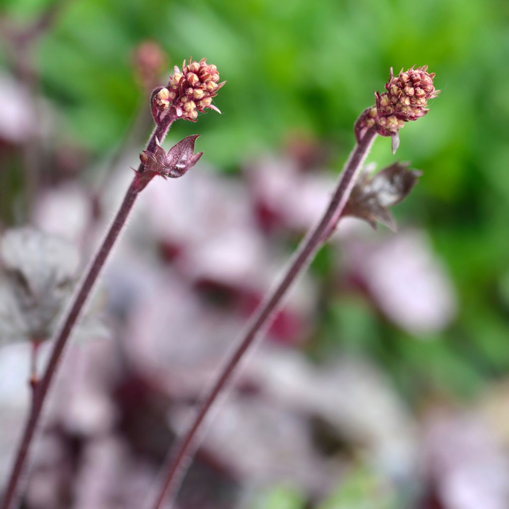 Heuchera Prince of Silver