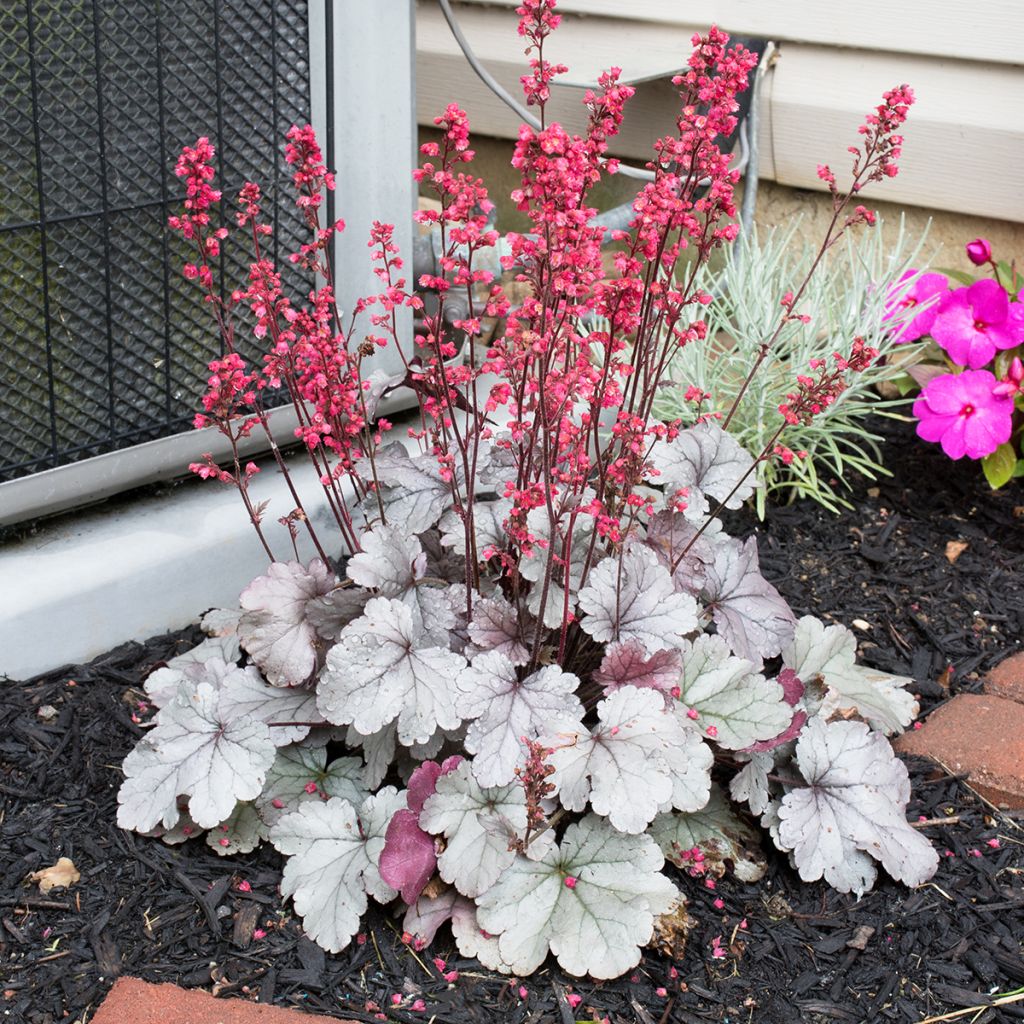 Heuchera Silver Gumdrop