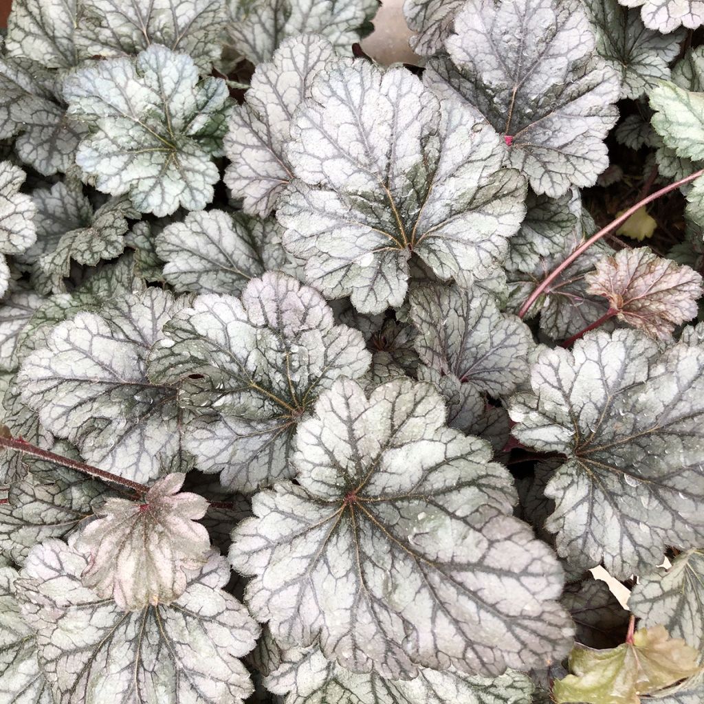 Heuchera Silver Scrolls