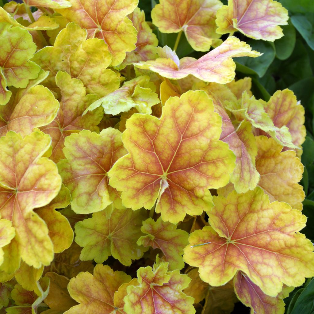 Heuchera Tiramisu