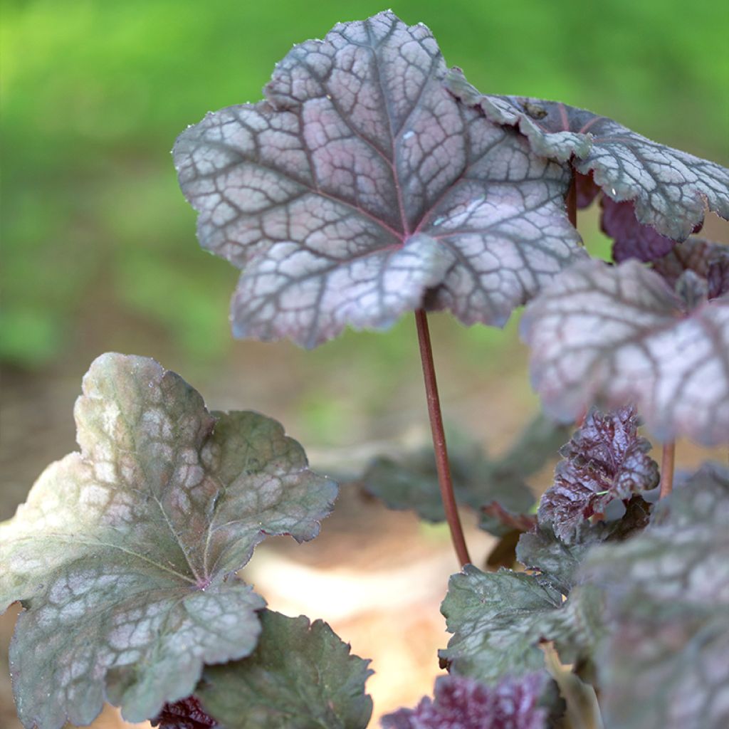 Heuchera Velvet Night