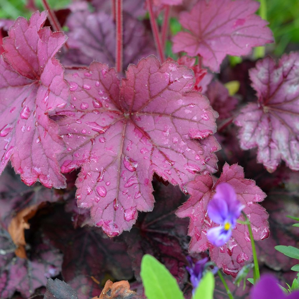 Heuchera villosa Wild Rose