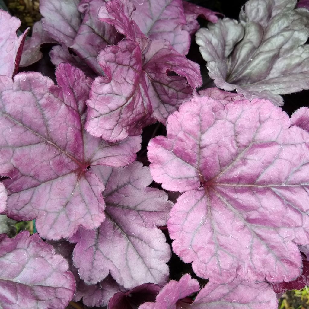 Heuchère - Heuchera Wildberry