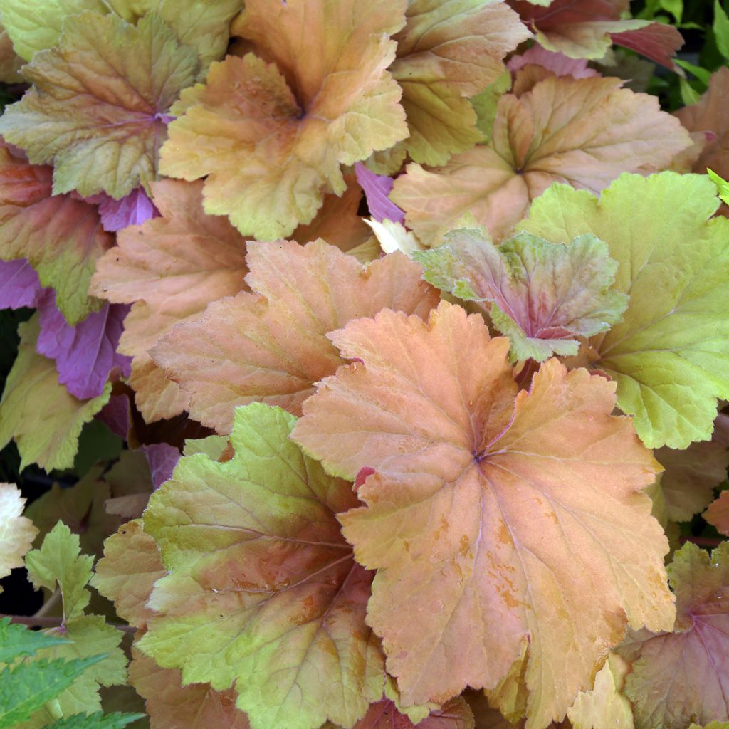 Heuchera villosa Mega Caramel