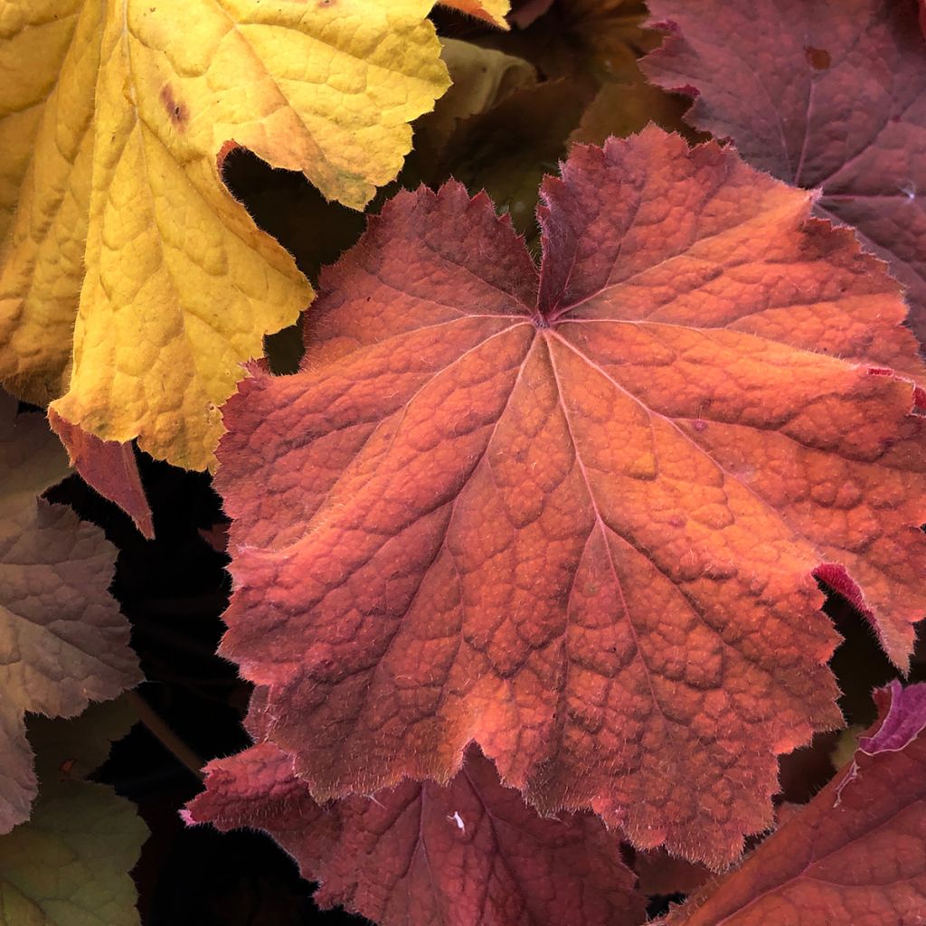 Heuchera villosa Mega Caramel