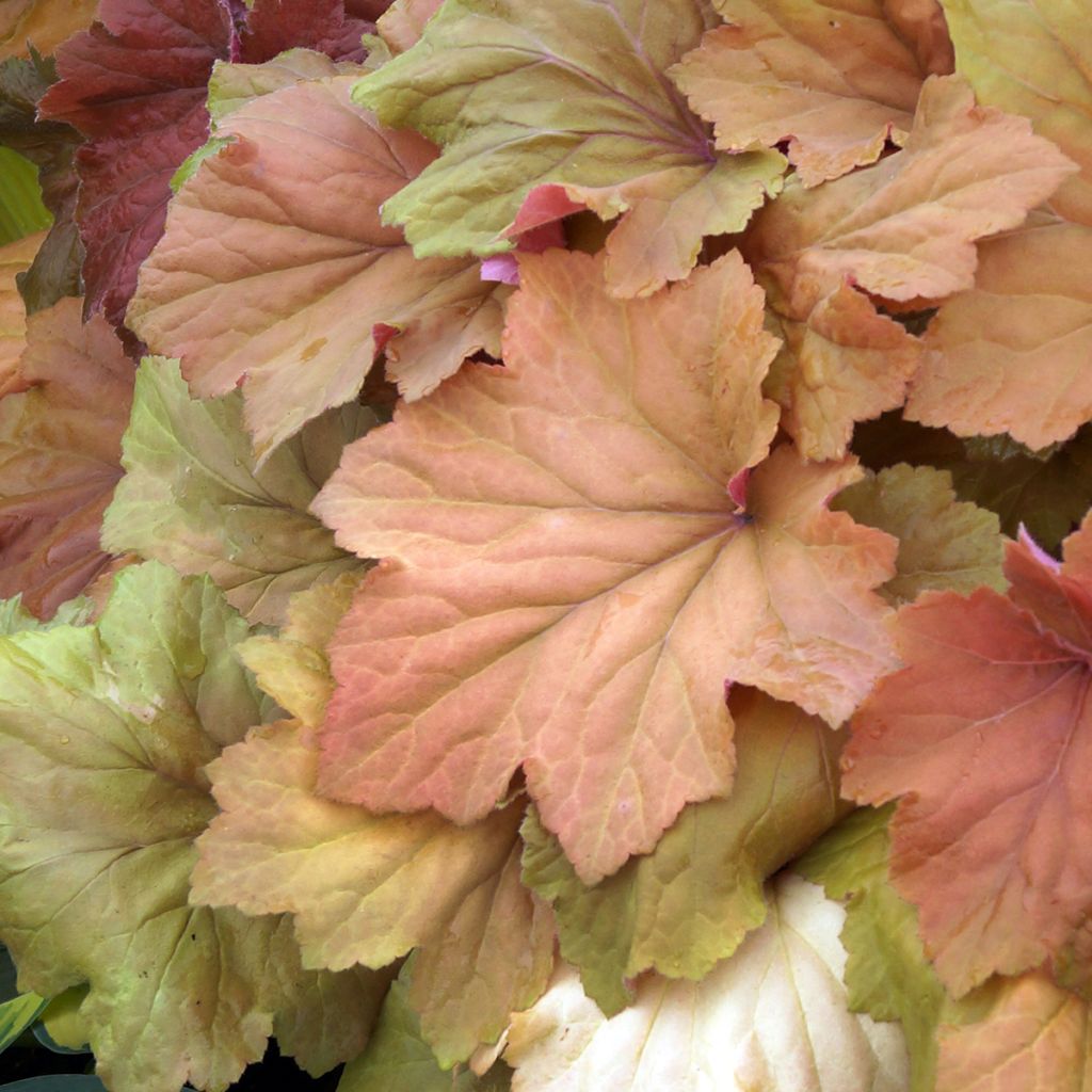 Heuchera villosa Mega Caramel