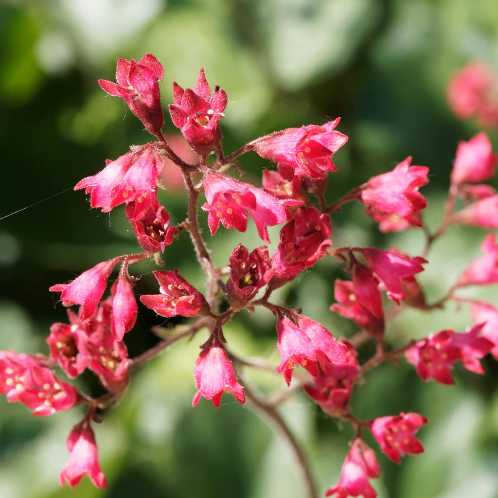 Heuchera Pluie de Feu