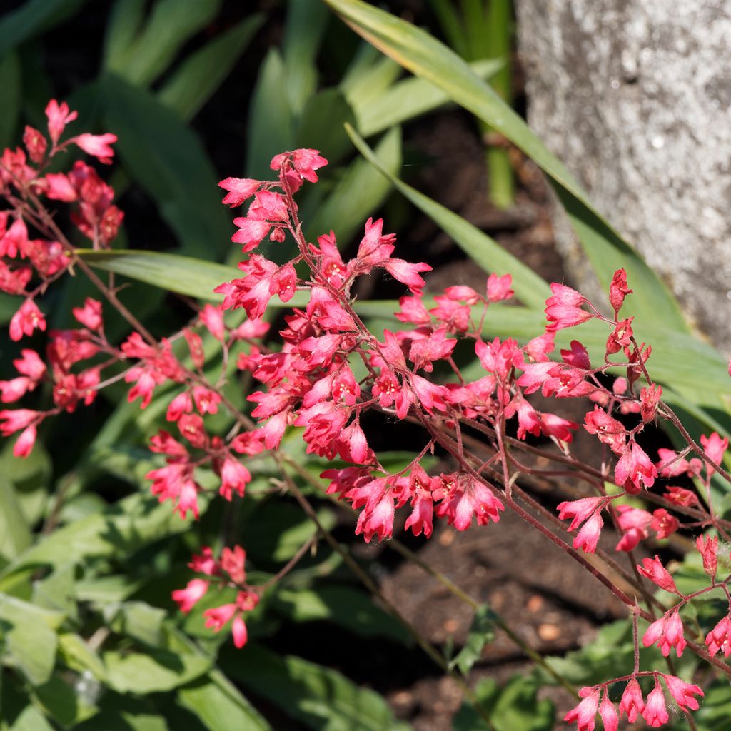 Heuchera Pluie de Feu