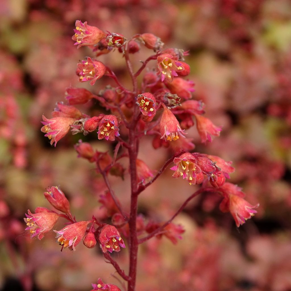 Heuchère - Heuchera Cherry Cola