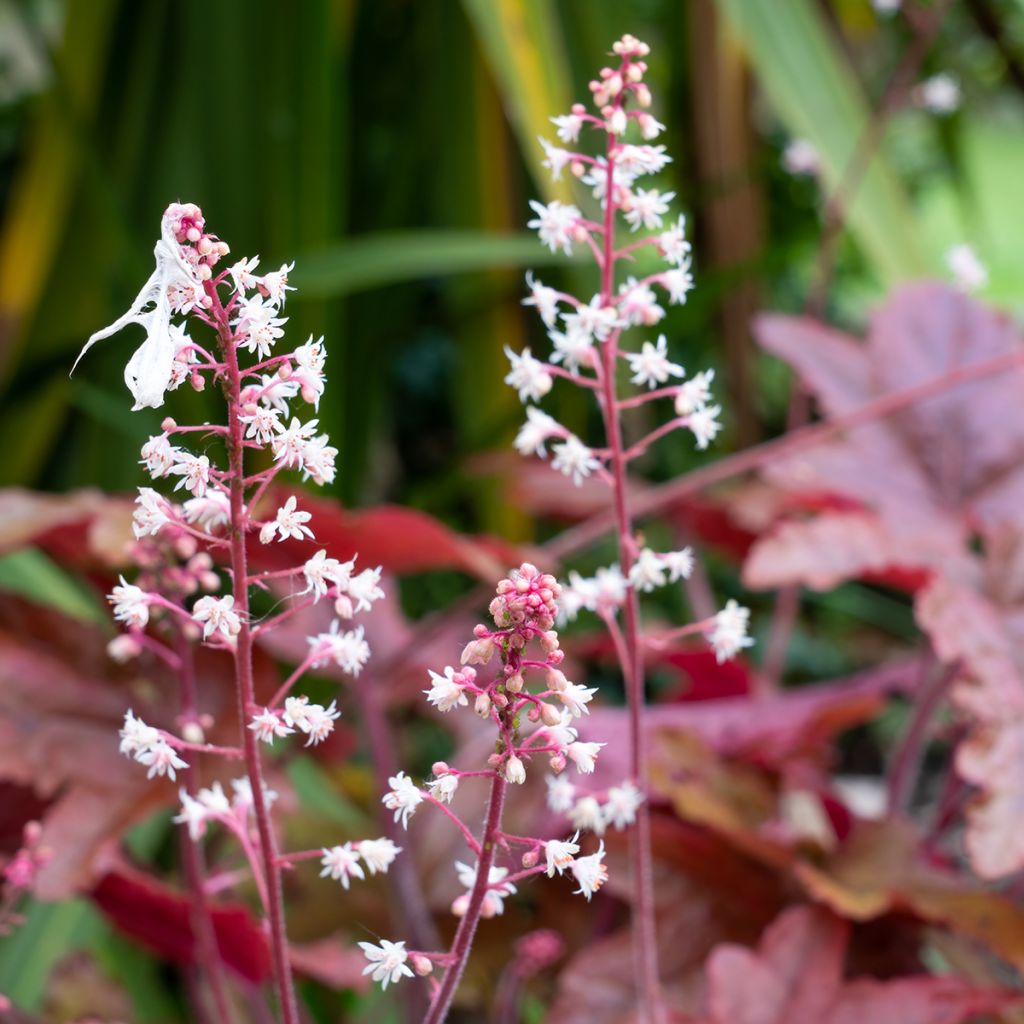 Hesperis matronalis var. albiflora Alba Plena