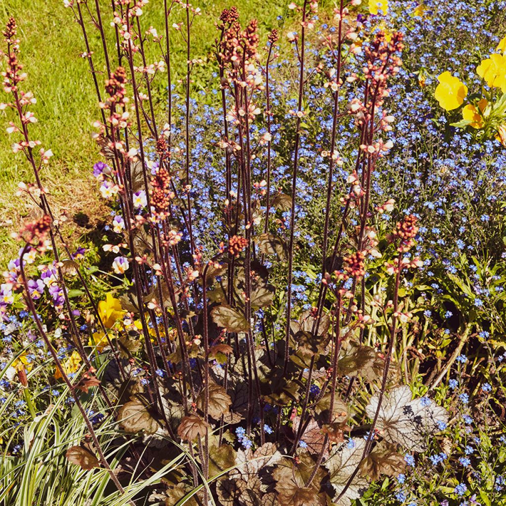 Hesperis matronalis var. albiflora Alba Plena