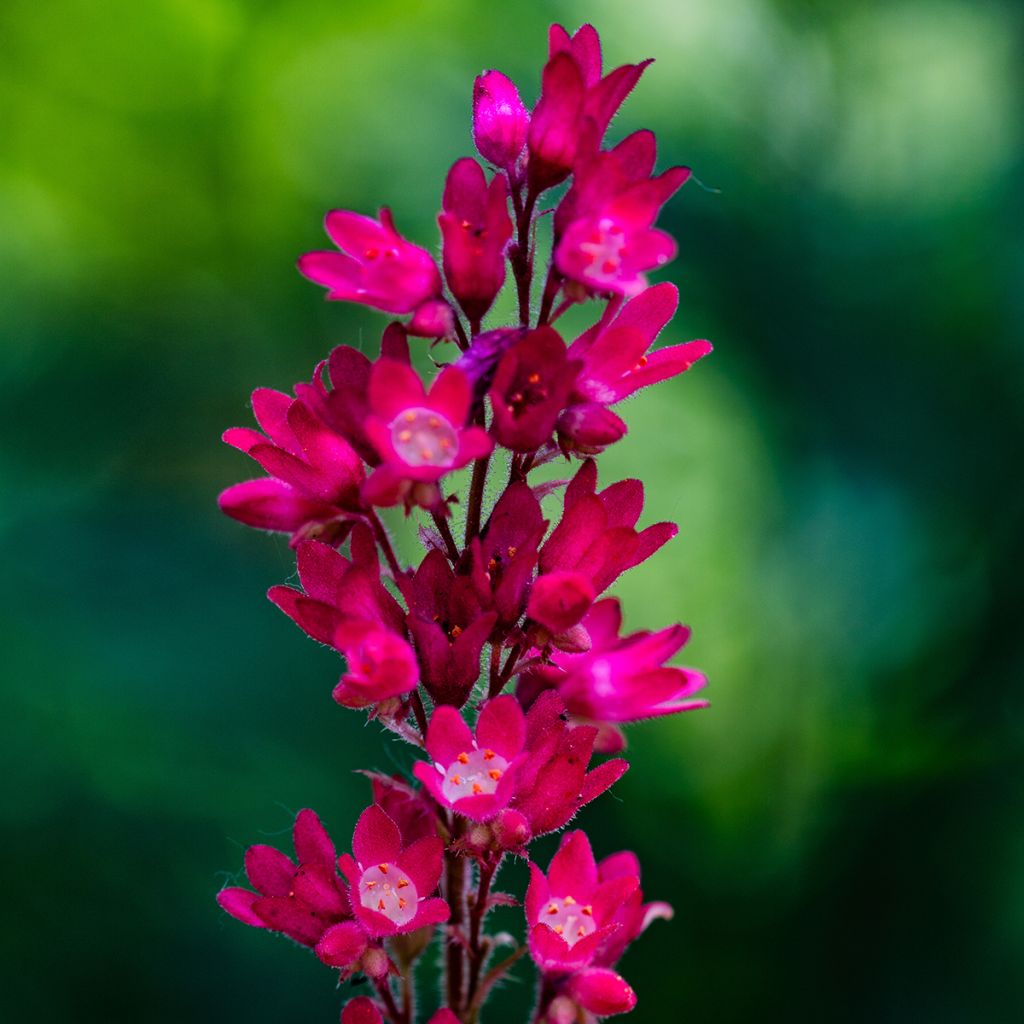 Heuchera sanguinea 'Leuchtkäfer'