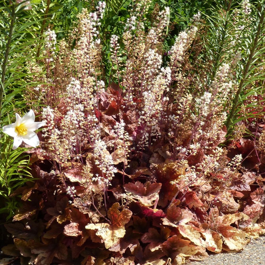 Heucherella Brass Lantern®