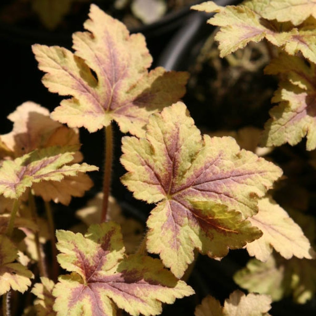 Heucherella Golden Zebra