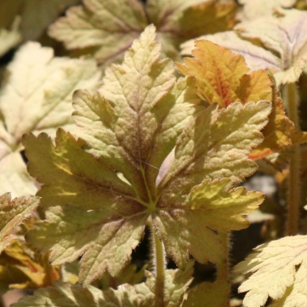 Heucherella Golden Zebra