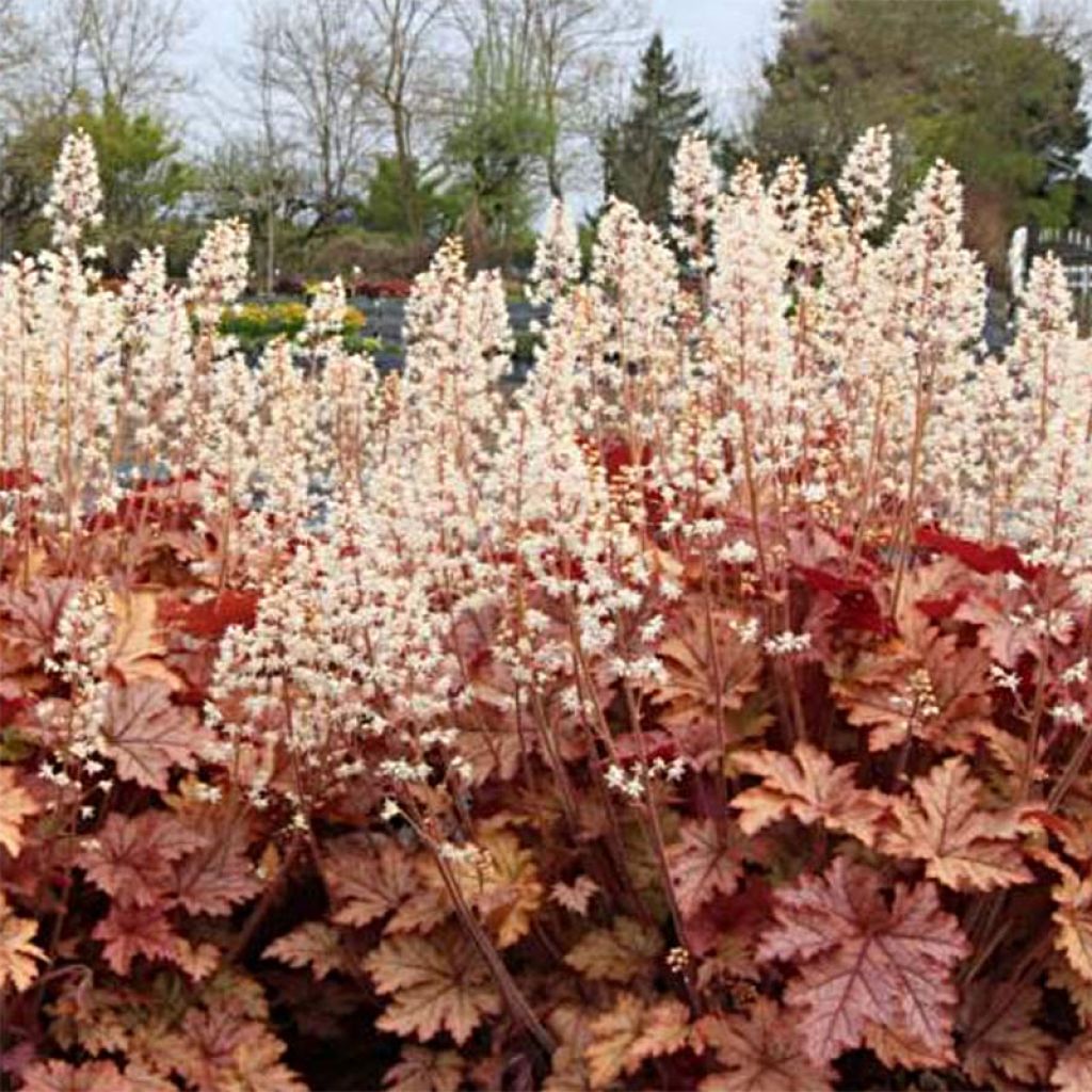 Heucherella Honey Rose