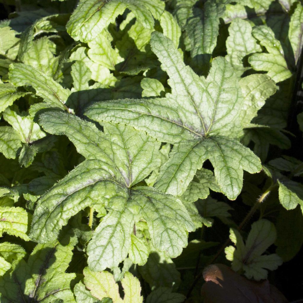 Heucherella Kimono