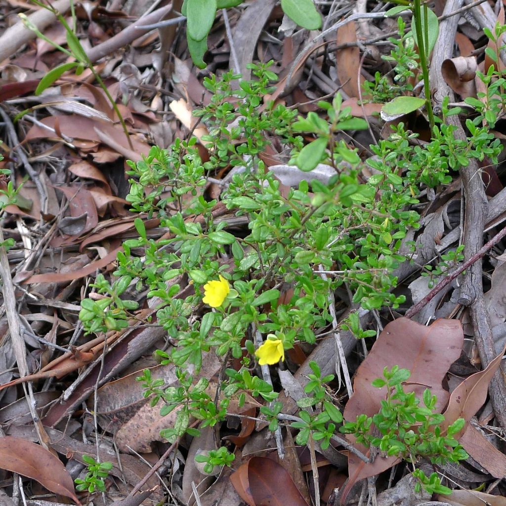 Hibbertia aspera - Fleur de Guinée