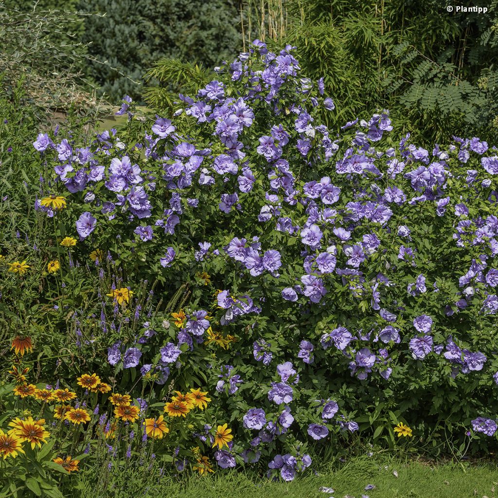 Hibiscus syriacus Blue Chiffon - Rose of Sharon