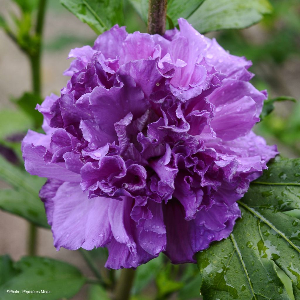 Hibiscus syriacus French Cabaret Purple® MINDOUV5