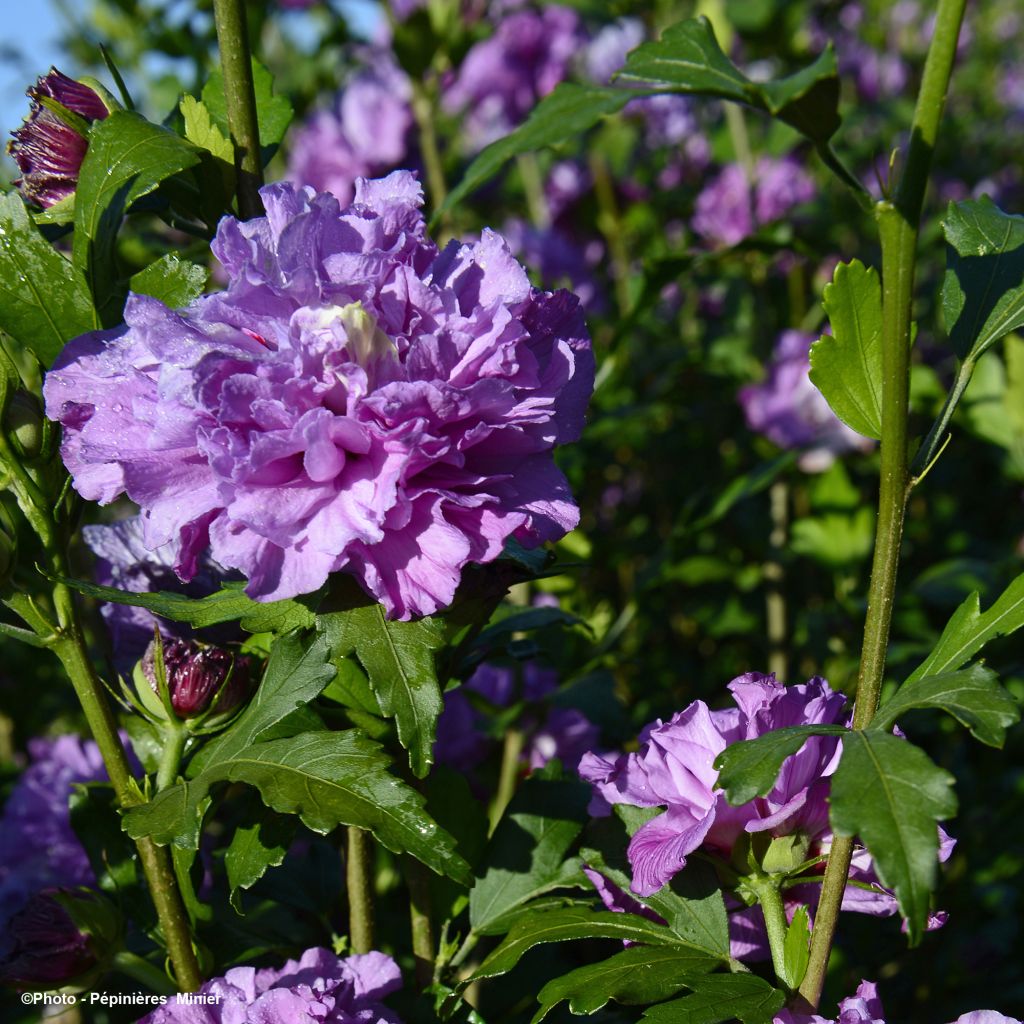 Hibiscus French Cabaret Purple® - Mauve en arbre double violette