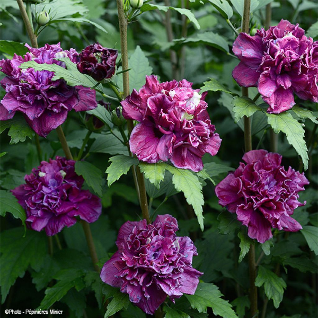 Hibiscus syriacus French Cabaret Red® Mindour1