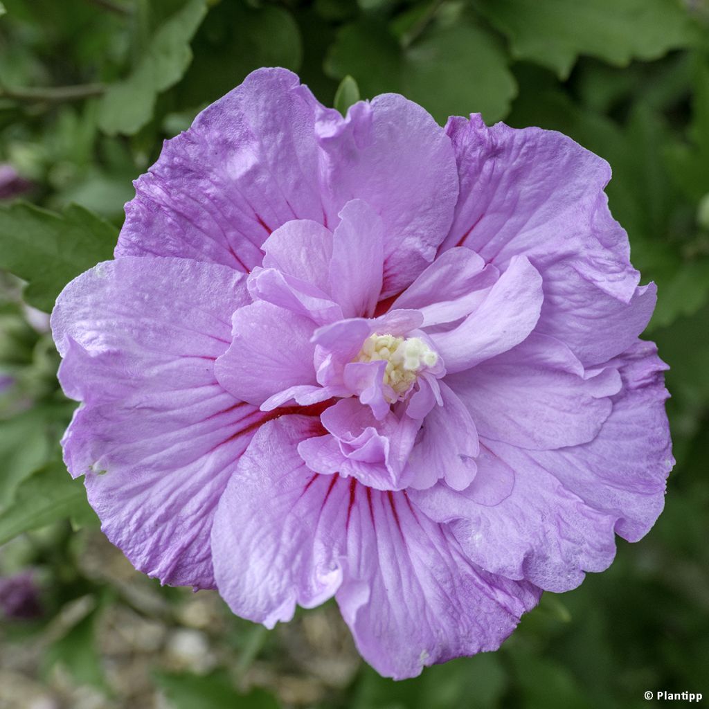 Hibiscus syriacus Lavender Chiffon
