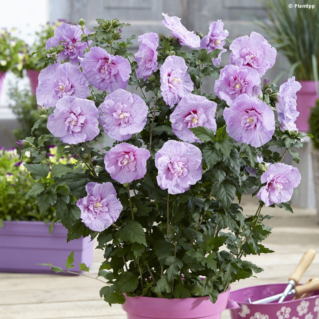 Hibiscus syriacus Lavender Chiffon - Rose of Sharon