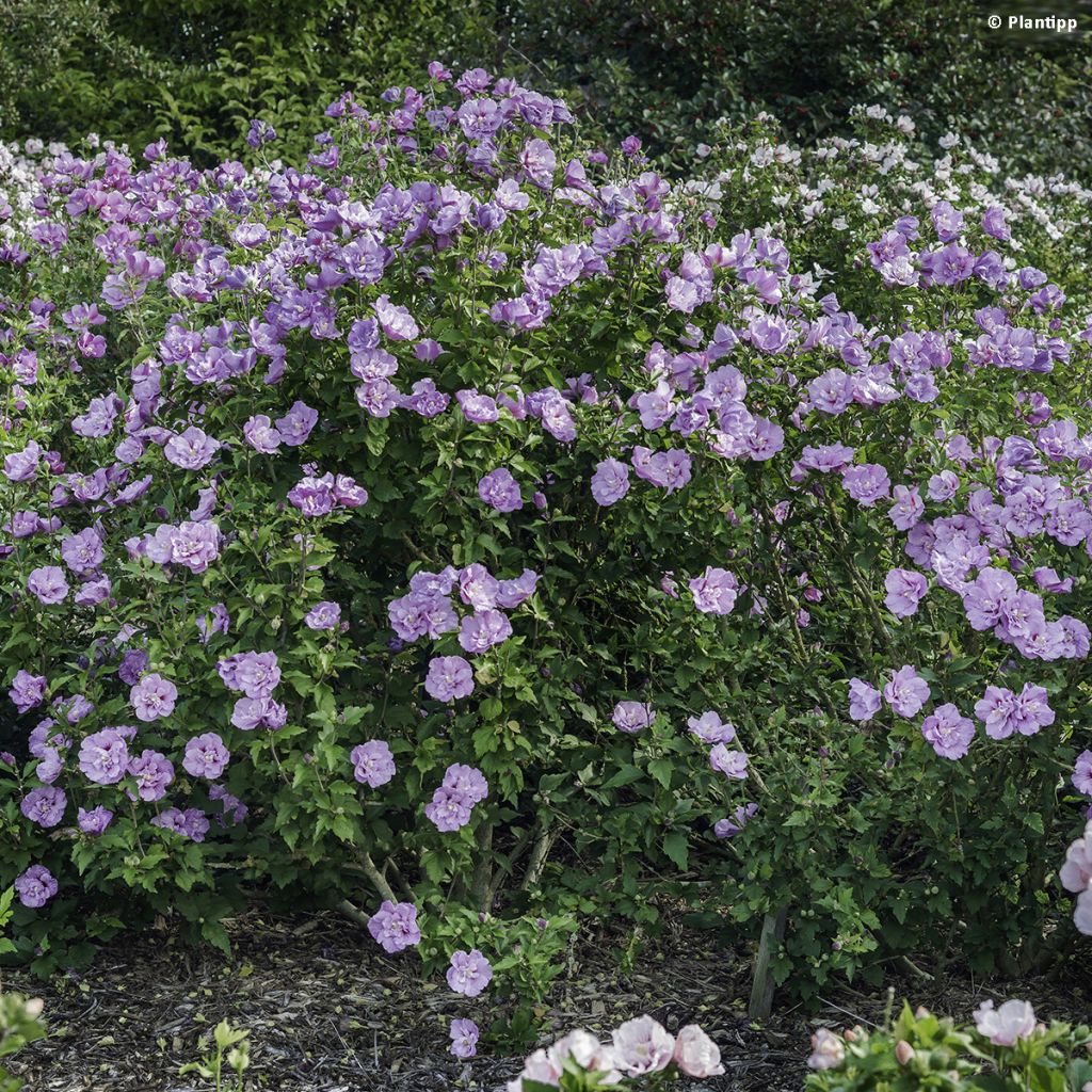Hibiscus syriacus Lavender Chiffon - Rose of Sharon