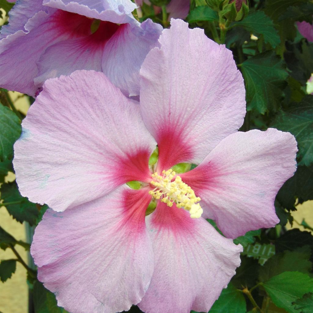 Hibiscus Rose Moon - Althéa rose à coeur rouge