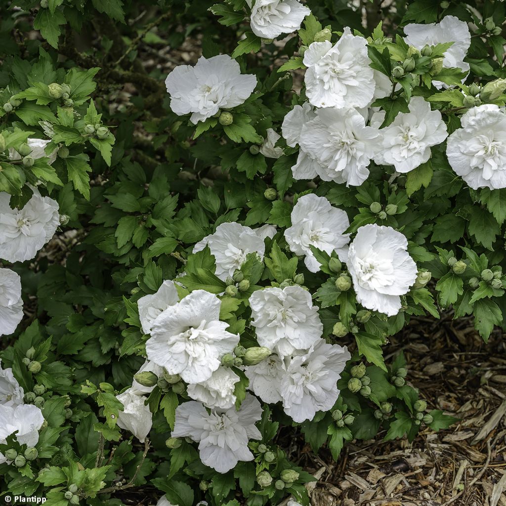 Hibiscus syriacus White Chiffon - Rose of Sharon