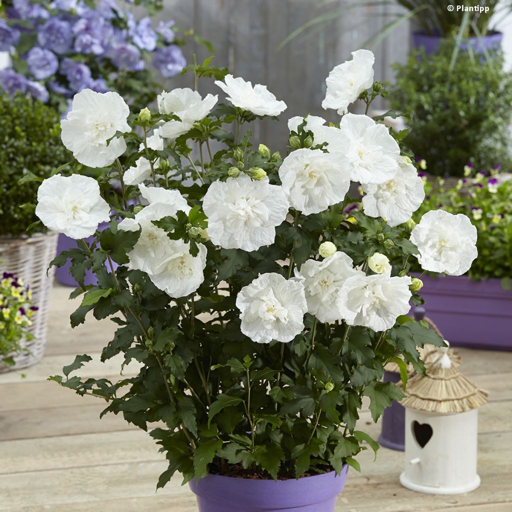 Hibiscus syriacus White Chiffon - Rose of Sharon