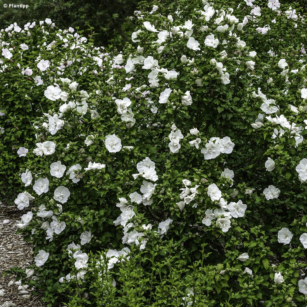 Hibiscus syriacus White Chiffon - Rose of Sharon