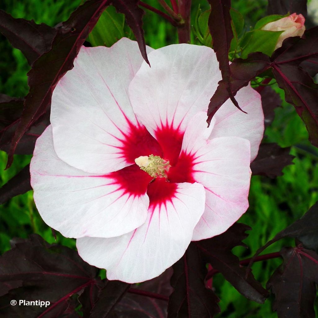 Hibiscus moscheutos Joli Coeur