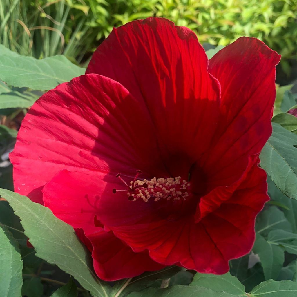 Hibiscus moscheutos Midnight Marvel - Hibiscus des marais