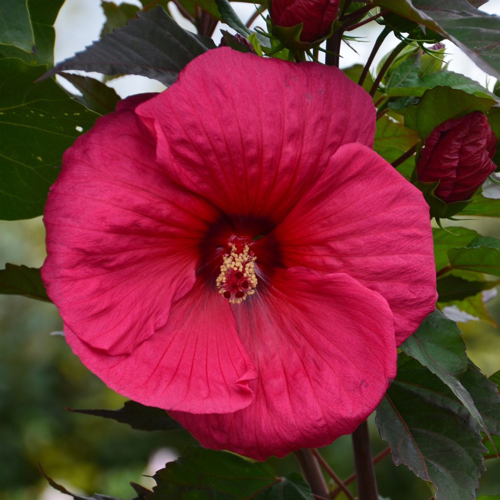 Hibiscus moscheutos PLANET® Griotte TANGRI - Hibiscus des marais rouge cerise.