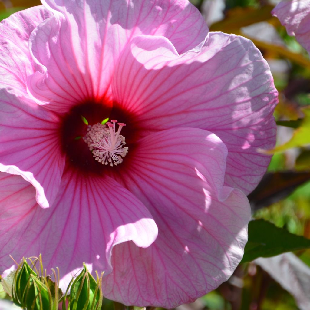 Hibiscus moscheutos PLANET® Solène TANSOL - Hibiscus des marais.