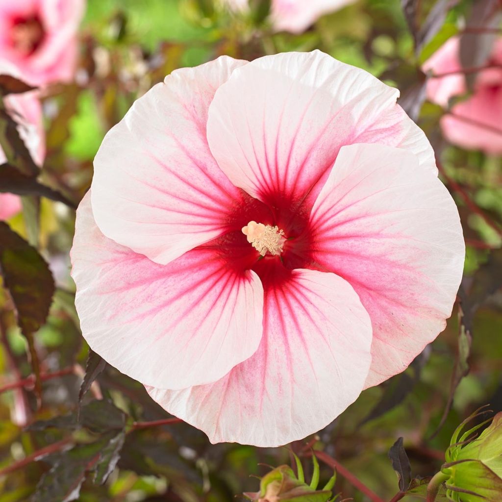 Hibiscus moscheutos Pink Candy